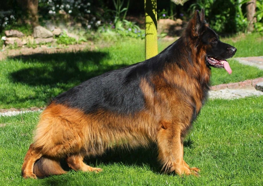 vom Trojangold, hodowla Owczarków Niemieckich Długowłosych