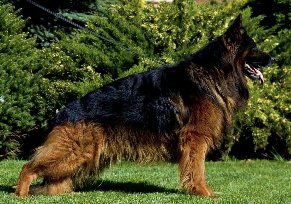 vom Trojangold, hodowla Owczarków Niemieckich Długowłosych