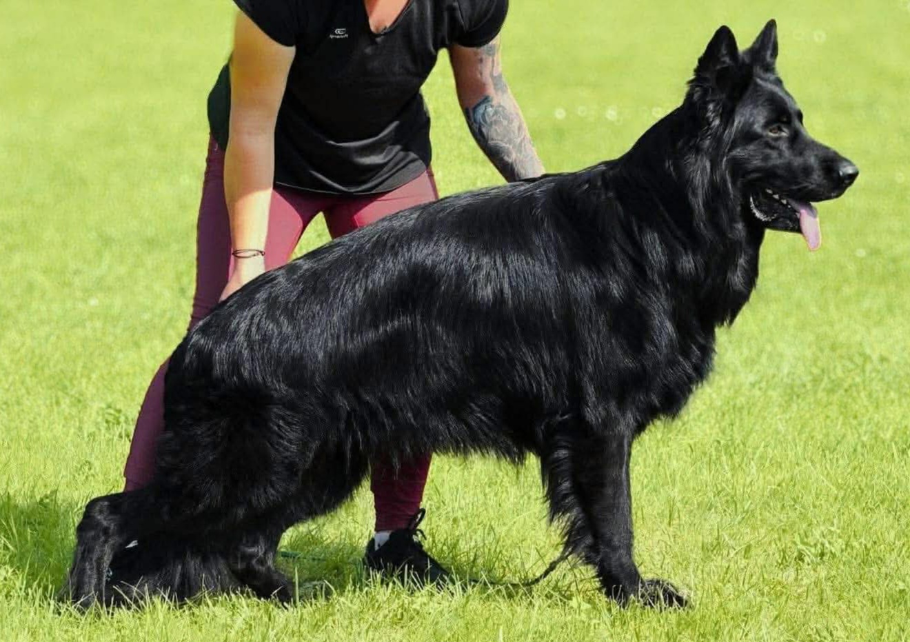 vom Trojangold, hodowla Owczarków Niemieckich Długowłosych