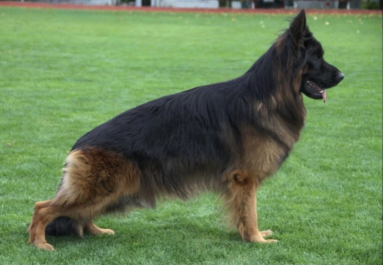 vom Trojangold, hodowla Owczarków Niemieckich Długowłosych