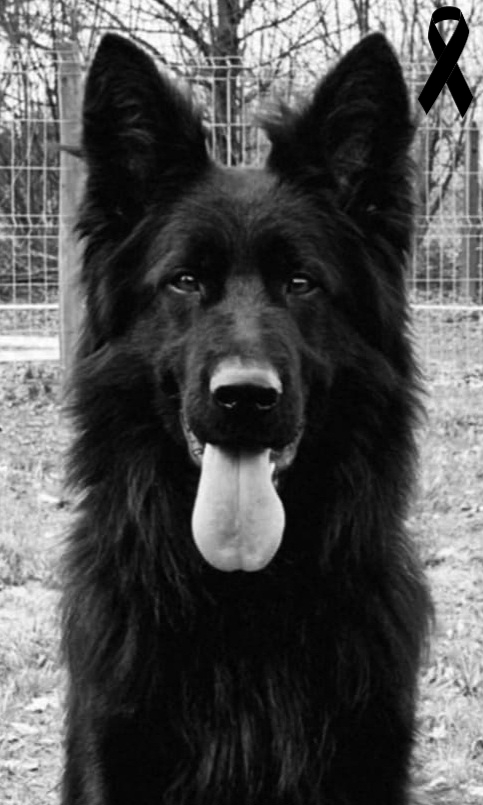 vom Trojangold, hodowla Owczark&oacute;w Niemieckich Długowłosych