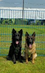 vom Trojangold, hodowla Owczarków Niemieckich Długowłosych