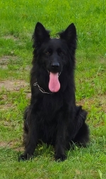 vom Trojangold, hodowla Owczarków Niemieckich Długowłosych