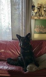 vom Trojangold, hodowla Owczarków Niemieckich Długowłosych