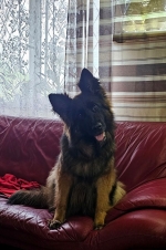 vom Trojangold, hodowla Owczarków Niemieckich Długowłosych