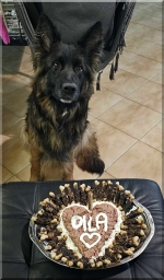 vom Trojangold, hodowla Owczarków Niemieckich Długowłosych