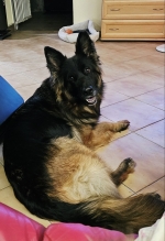 vom Trojangold, hodowla Owczarków Niemieckich Długowłosych