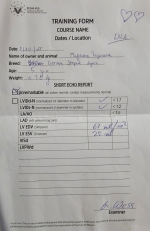 vom Trojangold, hodowla Owczarków Niemieckich Długowłosych