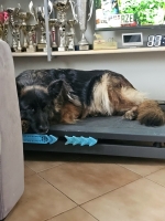 vom Trojangold, hodowla Owczarków Niemieckich Długowłosych