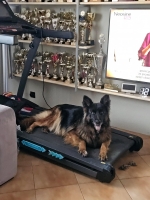 vom Trojangold, hodowla Owczarków Niemieckich Długowłosych