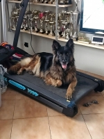 vom Trojangold, hodowla Owczarków Niemieckich Długowłosych