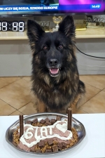 vom Trojangold, hodowla Owczarków Niemieckich Długowłosych