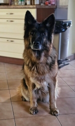 vom Trojangold, hodowla Owczarków Niemieckich Długowłosych