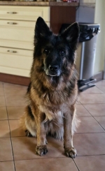 vom Trojangold, hodowla Owczarków Niemieckich Długowłosych