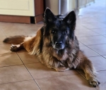 vom Trojangold, hodowla Owczarków Niemieckich Długowłosych