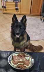 vom Trojangold, hodowla Owczarków Niemieckich Długowłosych