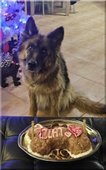 vom Trojangold, hodowla Owczarków Niemieckich Długowłosych