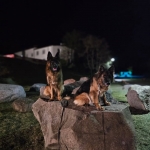 vom Trojangold, hodowla Owczarków Niemieckich Długowłosych