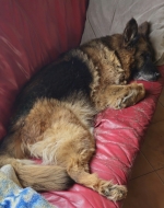 vom Trojangold, hodowla Owczarków Niemieckich Długowłosych