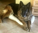 vom Trojangold, hodowla Owczarków Niemieckich Długowłosych