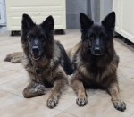 vom Trojangold, hodowla Owczarków Niemieckich Długowłosych