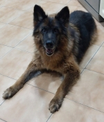 vom Trojangold, hodowla Owczarków Niemieckich Długowłosych