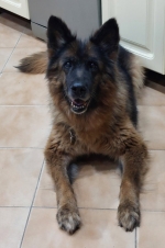 vom Trojangold, hodowla Owczarków Niemieckich Długowłosych