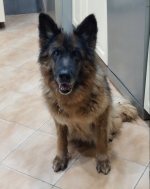 vom Trojangold, hodowla Owczarków Niemieckich Długowłosych