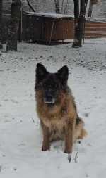 vom Trojangold, hodowla Owczarków Niemieckich Długowłosych