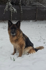 vom Trojangold, hodowla Owczarków Niemieckich Długowłosych