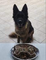 vom Trojangold, hodowla Owczarków Niemieckich Długowłosych