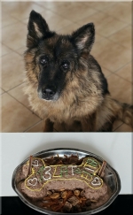 vom Trojangold, hodowla Owczarków Niemieckich Długowłosych