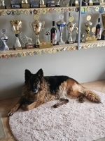 vom Trojangold, hodowla Owczarków Niemieckich Długowłosych