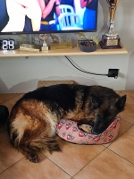 vom Trojangold, hodowla Owczarków Niemieckich Długowłosych