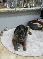 vom Trojangold, hodowla Owczarków Niemieckich Długowłosych