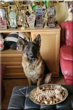 vom Trojangold, hodowla Owczarków Niemieckich Długowłosych