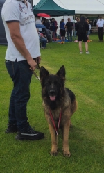 vom Trojangold, hodowla Owczarków Niemieckich Długowłosych