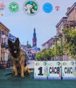 vom Trojangold, hodowla Owczarków Niemieckich Długowłosych