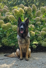 vom Trojangold, hodowla Owczarków Niemieckich Długowłosych