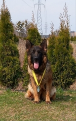 vom Trojangold, hodowla Owczarków Niemieckich Długowłosych