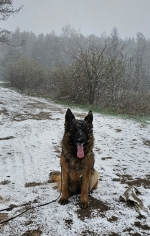 vom Trojangold, hodowla Owczarków Niemieckich Długowłosych