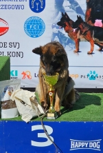 vom Trojangold, hodowla Owczarków Niemieckich Długowłosych