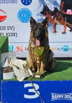 vom Trojangold, hodowla Owczarków Niemieckich Długowłosych