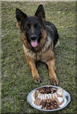 vom Trojangold, hodowla Owczarków Niemieckich Długowłosych