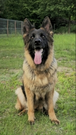 vom Trojangold, hodowla Owczarków Niemieckich Długowłosych