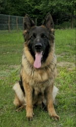 vom Trojangold, hodowla Owczarków Niemieckich Długowłosych