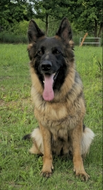 vom Trojangold, hodowla Owczarków Niemieckich Długowłosych