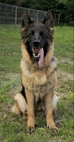 vom Trojangold, hodowla Owczarków Niemieckich Długowłosych