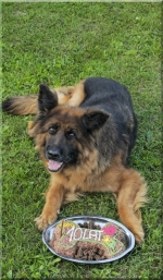 vom Trojangold, hodowla Owczarków Niemieckich Długowłosych