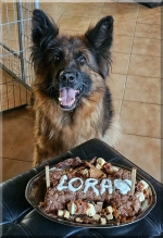 vom Trojangold, hodowla Owczarków Niemieckich Długowłosych